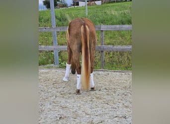 Warmblood austríaco, Yegua, 3 años, 170 cm, Alazán-tostado
