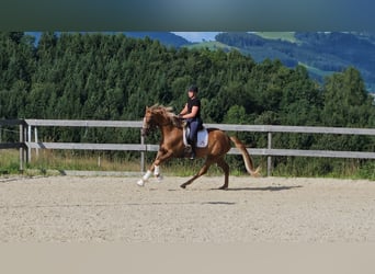 Warmblood austríaco, Yegua, 3 años, 170 cm, Alazán-tostado