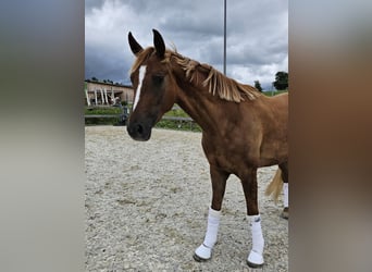 Warmblood austríaco, Yegua, 3 años, 170 cm, Alazán-tostado