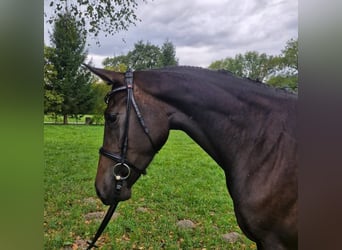 Warmblood austríaco, Yegua, 3 años, 170 cm, Castaño oscuro