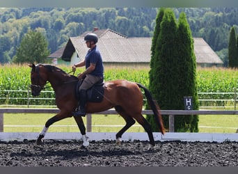 Warmblood austríaco, Yegua, 3 años, 171 cm, Castaño