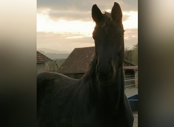 Warmblood austríaco, Yegua, 3 años, 178 cm, Negro