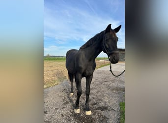 Warmblood austríaco, Yegua, 3 años, 178 cm, Negro