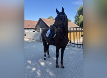 Warmblood austríaco, Yegua, 3 años, Alazán