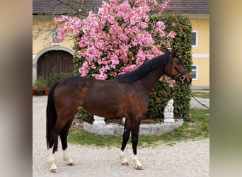 Warmblood austríaco, Yegua, 3 años, Castaño