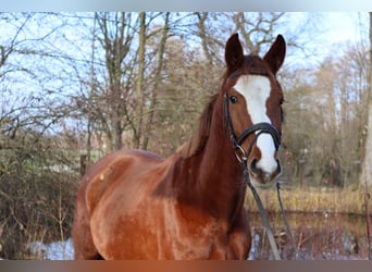 Warmblood austríaco, Yegua, 4 años, 150 cm, Alazán