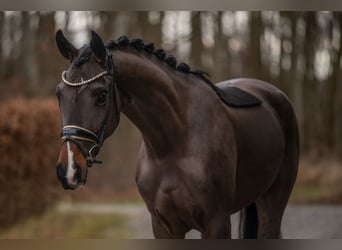 Warmblood austríaco, Yegua, 4 años, 152 cm, Castaño oscuro