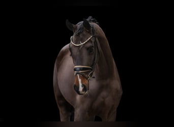 Warmblood austríaco, Yegua, 4 años, 152 cm, Castaño oscuro