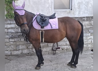 Warmblood austríaco Mestizo, Yegua, 4 años, 155 cm, Castaño