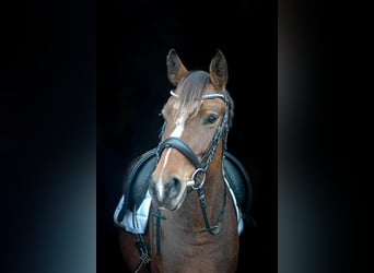 Warmblood austríaco, Yegua, 4 años, 157 cm, Castaño