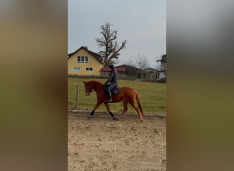 Warmblood austríaco, Yegua, 4 años, 162 cm, Alazán