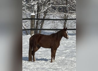 Warmblood austríaco, Yegua, 4 años, 164 cm, Alazán