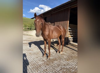 Warmblood austríaco, Yegua, 4 años, 165 cm, Alazán-tostado