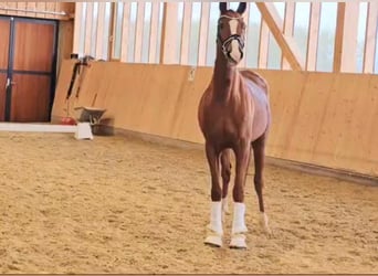 Warmblood austríaco, Yegua, 4 años, 166 cm, Alazán-tostado