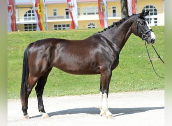Warmblood austríaco, Yegua, 4 años, 167 cm, Negro