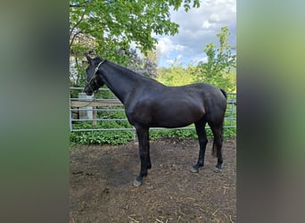 Warmblood austríaco, Yegua, 4 años, 167 cm, Negro