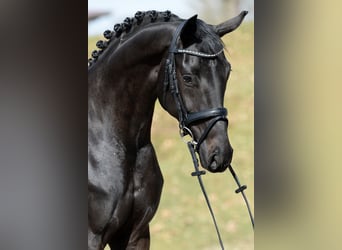 Warmblood austríaco, Yegua, 4 años, 167 cm, Negro