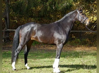 Warmblood austríaco, Yegua, 4 años, 169 cm, Castaño