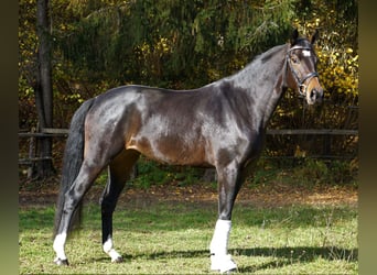 Warmblood austríaco, Yegua, 4 años, 169 cm, Castaño