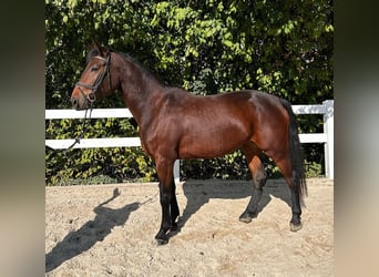 Warmblood austríaco, Yegua, 4 años, 169 cm, Castaño