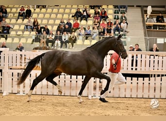 Warmblood austríaco, Yegua, 4 años, 169 cm, Morcillo