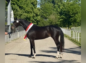Warmblood austríaco, Yegua, 4 años, 169 cm, Morcillo