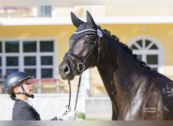 Warmblood austríaco, Yegua, 4 años, 169 cm, Morcillo