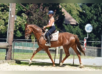 Warmblood austríaco, Yegua, 4 años, 170 cm, Alazán-tostado