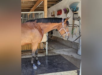 Warmblood austríaco, Yegua, 4 años, 170 cm, Castaño