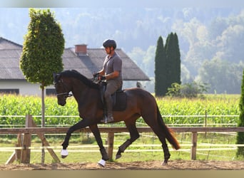 Warmblood austríaco, Yegua, 4 años, 170 cm, Morcillo