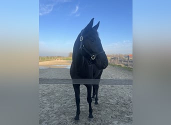 Warmblood austríaco, Yegua, 4 años, 170 cm, Negro