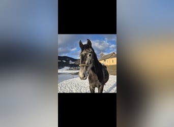 Warmblood austríaco, Yegua, 4 años, 170 cm, Tordo rodado