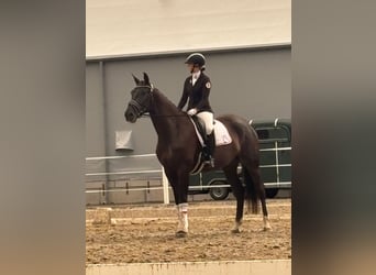 Warmblood austríaco, Yegua, 4 años, 173 cm, Negro