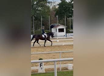 Warmblood austríaco, Yegua, 4 años, 173 cm, Negro
