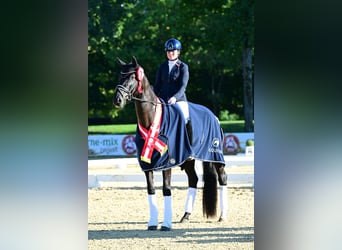 Warmblood austríaco, Yegua, 4 años, 173 cm, Negro
