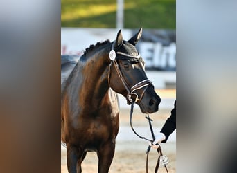 Warmblood austríaco, Yegua, 5 años, 159 cm, Negro
