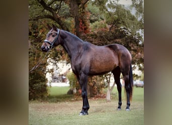 Warmblood austríaco, Yegua, 5 años, 160 cm, Castaño oscuro