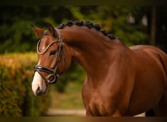 Warmblood austríaco, Yegua, 5 años, 165 cm, Castaño