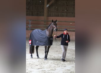 Warmblood austríaco, Yegua, 5 años, 165 cm, Castaño