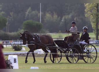 Warmblood austríaco, Yegua, 5 años, 165 cm, Castaño