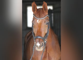 Warmblood austríaco, Yegua, 5 años, 167 cm, Alazán