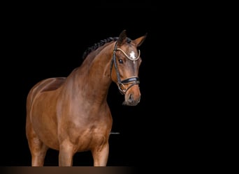 Warmblood austríaco, Yegua, 5 años, 167 cm, Castaño