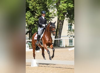 Warmblood austríaco, Yegua, 5 años, 167 cm, Castaño