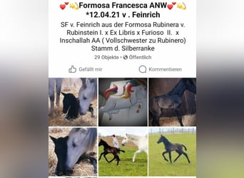 Warmblood austríaco, Yegua, 5 años, 167 cm, Tordo