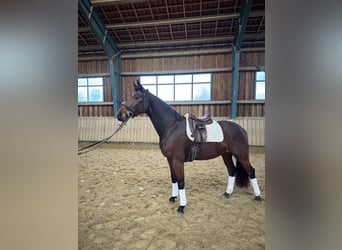 Warmblood austríaco, Yegua, 5 años, 168 cm, Castaño