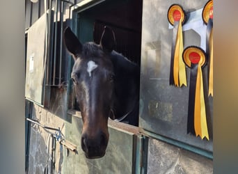 Warmblood austríaco, Yegua, 5 años, 170 cm, Morcillo