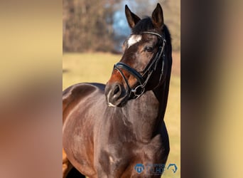 Warmblood austríaco, Yegua, 5 años, 172 cm, Castaño