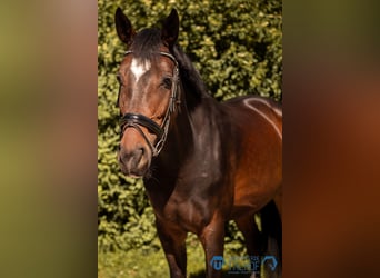 Warmblood austríaco, Yegua, 5 años, 172 cm, Castaño