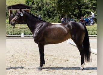 Warmblood austríaco, Yegua, 6 años, 160 cm, Castaño oscuro