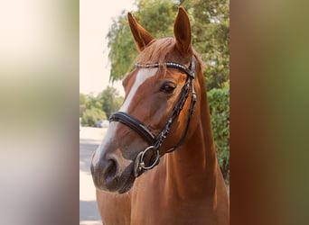 Warmblood austríaco, Yegua, 6 años, 162 cm, Alazán